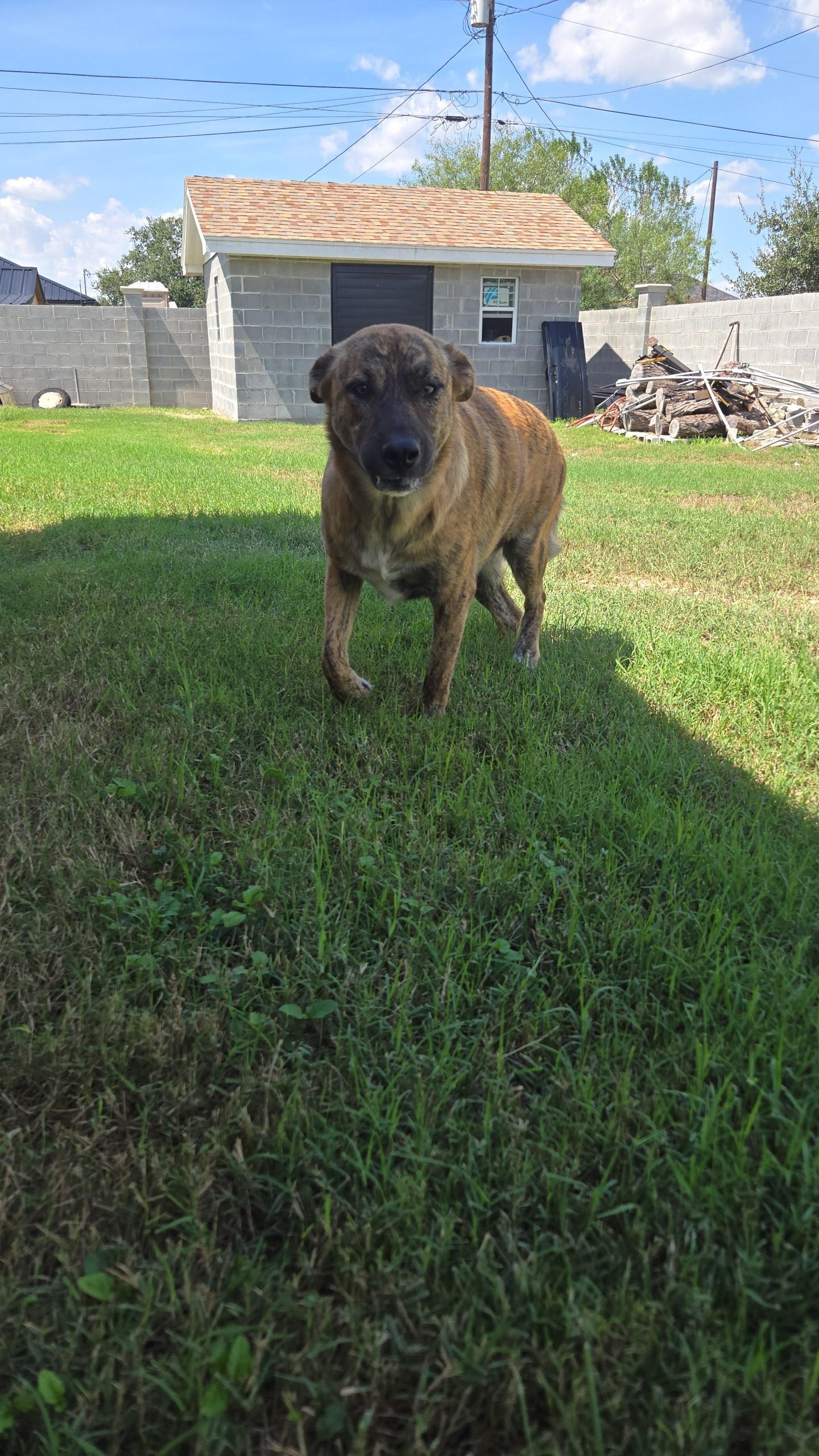 A young medium-sized female German Shepherd Dog dog named Misty for adoption in Harlingen, TX