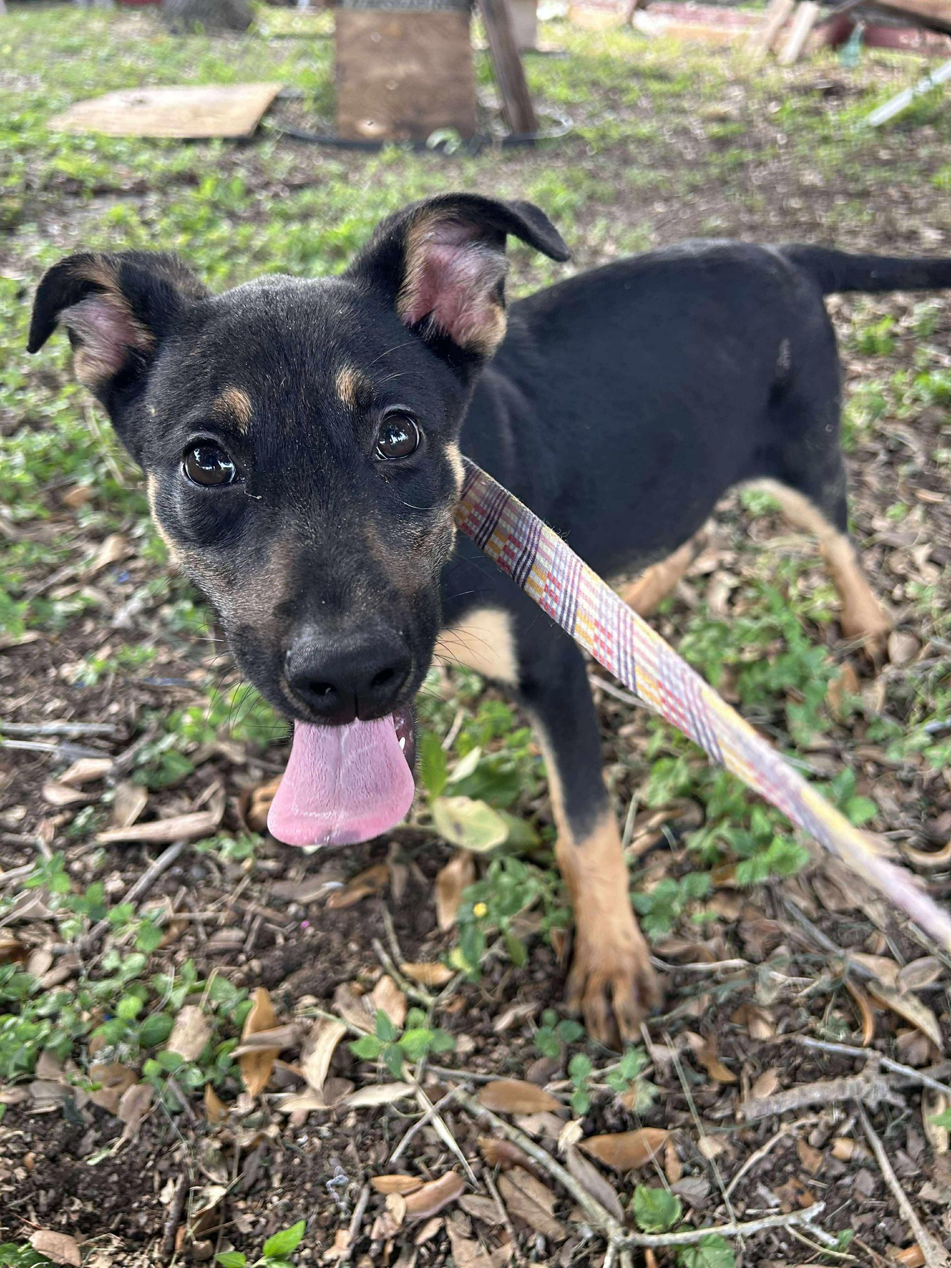 A baby medium-sized female German Shepherd Dog dog named Tetris for adoption in Harlingen, TX