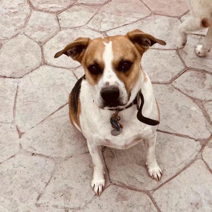 A senior large-sized male Beagle dog named Lai Fu for adoption in Harlingen, TX
